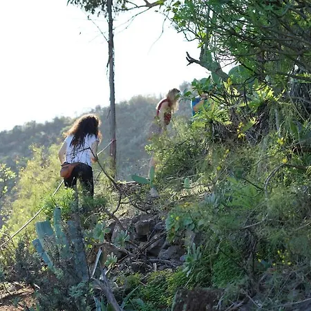 Camino